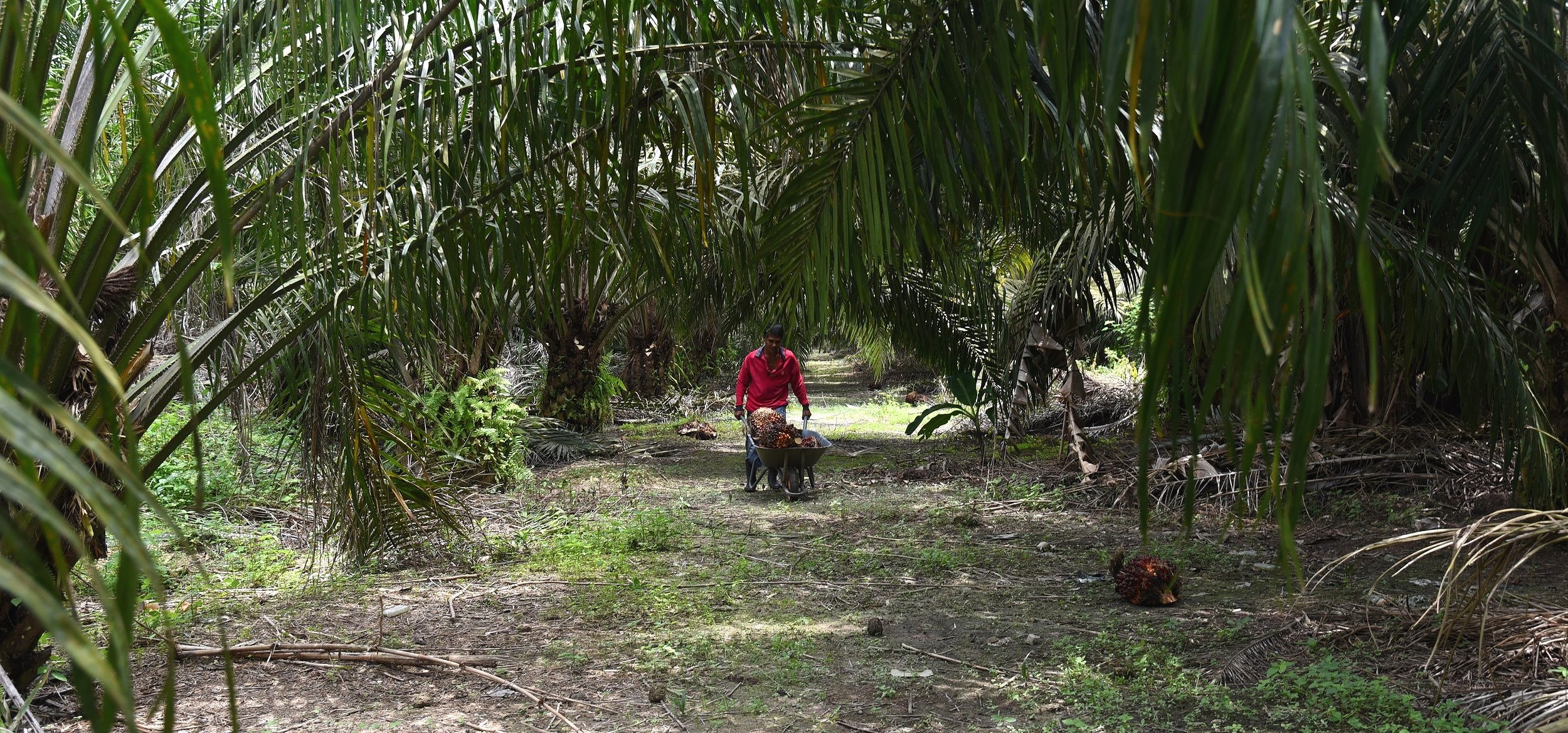 Image: Smallholder farm in Malaysia with mixed crops including bananas and tapioca.