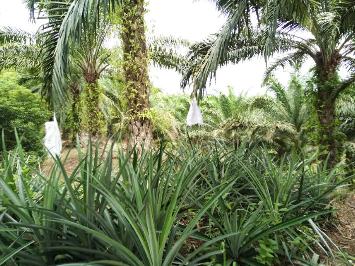 Image: Smallholder farm in Malaysia intercropped with pineapples.